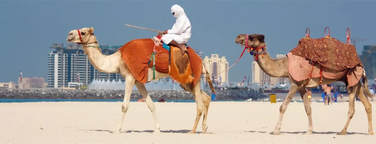 Bild zeigt Kamele am Jumeirah-Beach